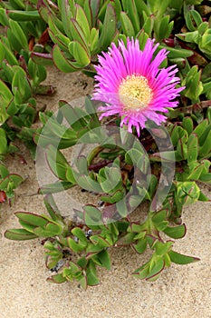 Carpobrotus edulis, a succulent plant, creeping, native to the C