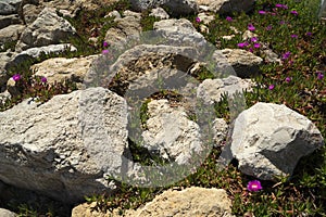 Carpobrotus flower detail close up macro on the rocks