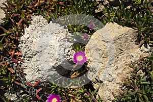 Carpobrotus flower detail close up macro on the rocks