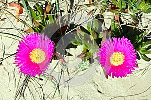 Carpobrotus flowers on a sand