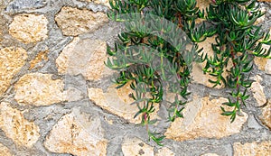 Carpobrotus frame on the stone wall. Background with copy space