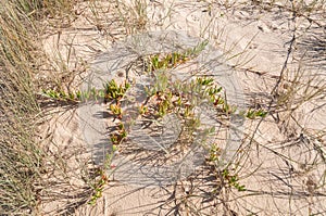 Carpobrotus plant growing in the sand. Coastal ecosystem environment