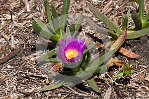 Carpobrotus rossii or pigface is a succulent coastal groundcover