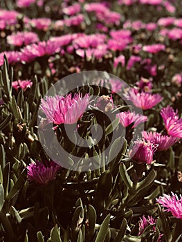 Carpobrotus succulent blossom flowers