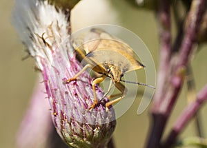 Carpocoris fuscispinus macro close-up