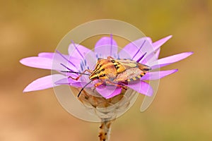 Carpocoris mediterraneus, the red shield bug in natural habitat