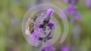 Carpocoris purpureipennis bug sits on a lavender flower