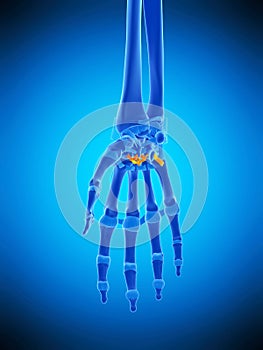 The carpometacarpal ligaments photo