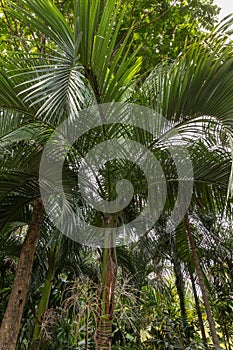 Carpoxykum Palm or Aneityum Palm, Carpoxylon macrospermum, palm tree