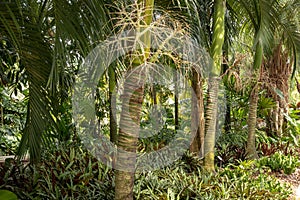 Carpoxykum Palm or Aneityum Palm, Carpoxylon macrospermum, palm tree