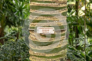 Carpoxykum Palm or Aneityum Palm, Carpoxylon macrospermum, tree trunk with name plate