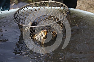 Carps caught in the net