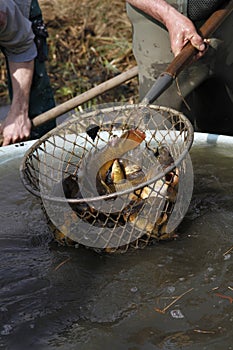 Carps caught in the net