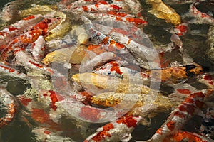 Carps Koi fish, Cyprinus carpio in pond crowding together competing for food