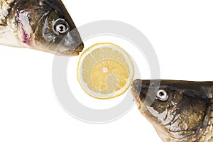 Carps with lemon slice isolated on white