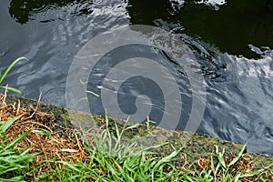 Carps in the pond of the Japanese park in summer 2019