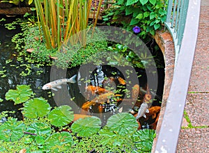 carps in a small pond in the garden