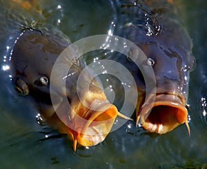 Carps in water