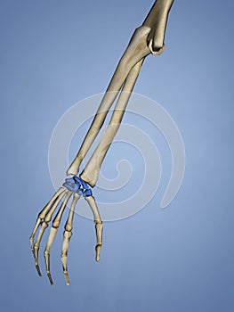 Carpus, Human Skeleton, 3D Model