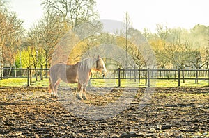Carrage horse (Haflinger), standing in pen with early morning light