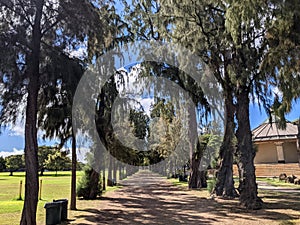 Carraige Path lined with trees in Kapiolani Park