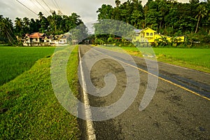 Carretera entre plantaciones de arroz, Road between rice plantations photo