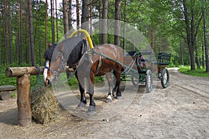 Carriage horse in forest.