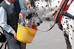 Carriage horse watering