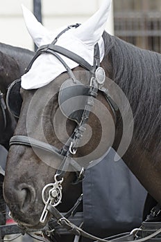 Carriage horses