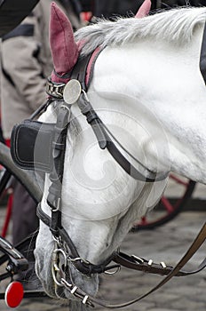 Carriage horses