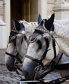 Carriage Horses