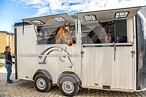 Carriage for horses . Auto trailer for transportation of horses .