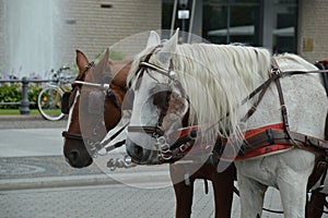 Carriage horses in Berlin, Germany for transporting tourists in the city photo