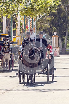 Carriage horses at the fair