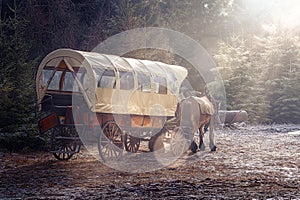 Carriage with horses in the forest with trees and bright sunshine in winter