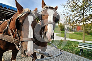 Carriage horses on the Herrenchiemsee island