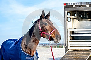 Carriage for horses . Horse transportation