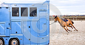 Carriage for horses . Horse transportation