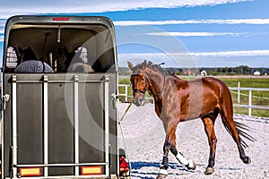 Carriage for horses . Horse transportation