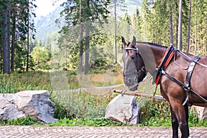 Carriage with horses near Morskie oko in Poland. Tatra Mountains National Park.Horse cart on the road to Lake Morskie Oko Eye of