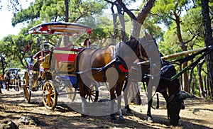 Carriage horses princess island Istanbul Turkey