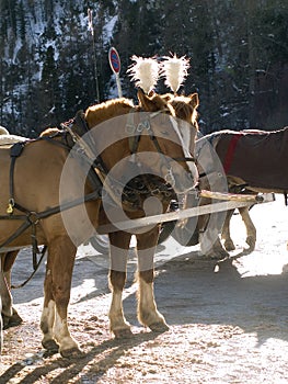 Carriage horses in Switzerland