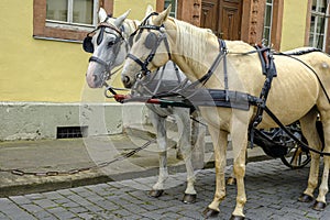 Carriage Horses, Weimar, Thuringia, Germany