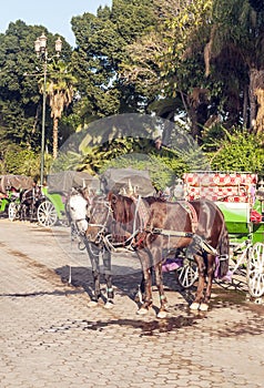 Carriage in Marrakech