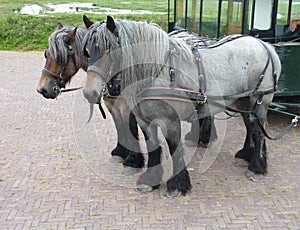 Carriage and pair