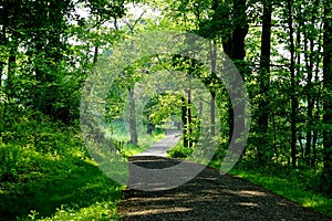 Carriage trail  at the Rockefeller State Park Preserve