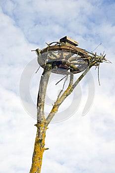 Carriage wheel on tree for stork nest