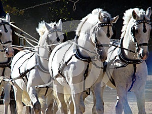 Carriage and white four