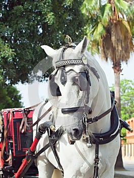 Carriage white horse in Jeres, Spain photo