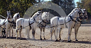 Carriage and white six